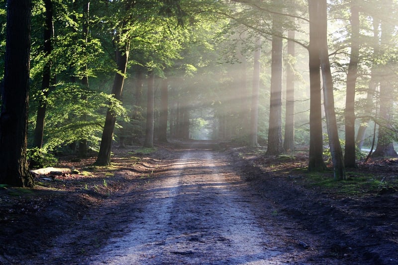 Nature Photography